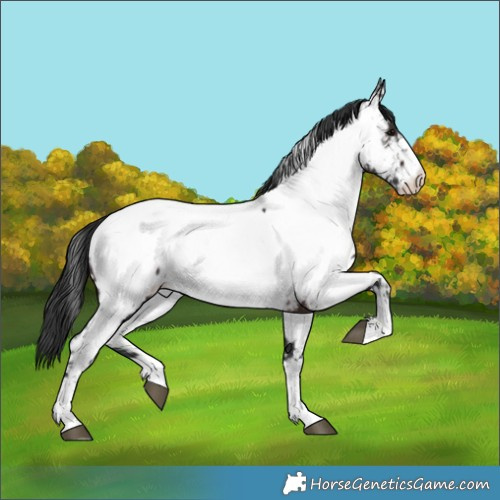 Horse Color:Brown Appaloosa 