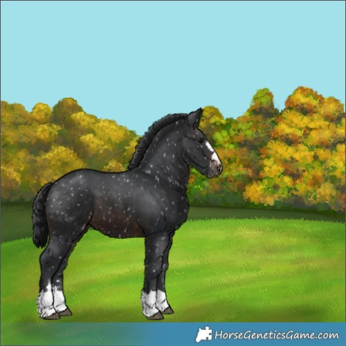 Horse Color:Brown Appaloosa 