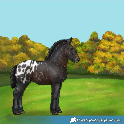 Horse Color:Brown Appaloosa 