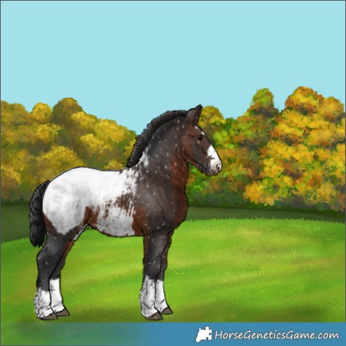 Horse Color:Brown Appaloosa 