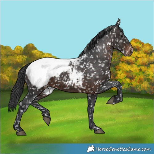 Horse Color:Brown Appaloosa 