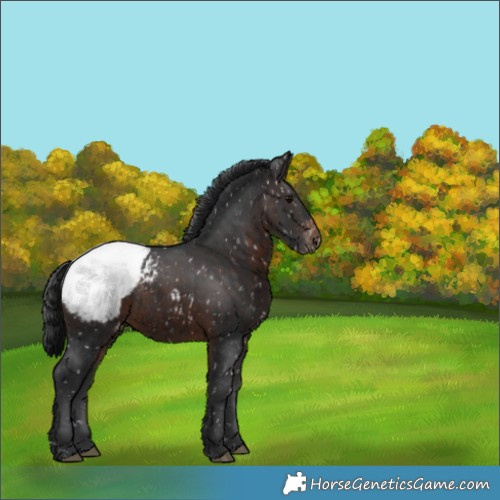 Horse Color:Brown Appaloosa 