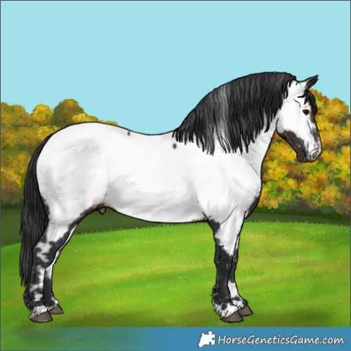 Horse Color:Brown Appaloosa 