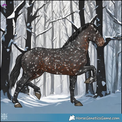 Horse Color:Brown Appaloosa