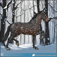 Horse Color:Brown Appaloosa