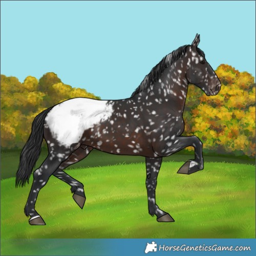 Horse Color:Brown Appaloosa 