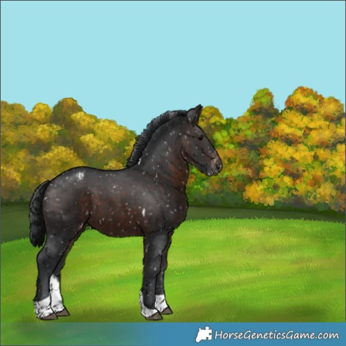 Horse Color:Brown Tobiano Appaloosa 