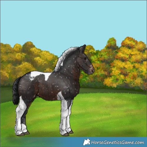 Horse Color:Brown Tobiano Appaloosa 