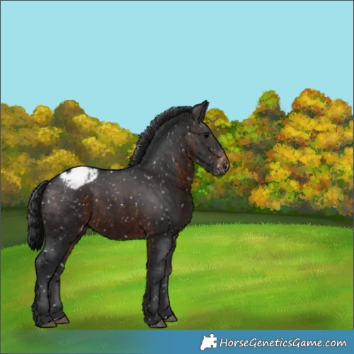 Horse Color:Brown Appaloosa 