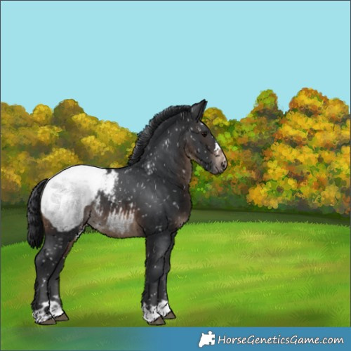 Horse Color:Brown Appaloosa Rabicano 