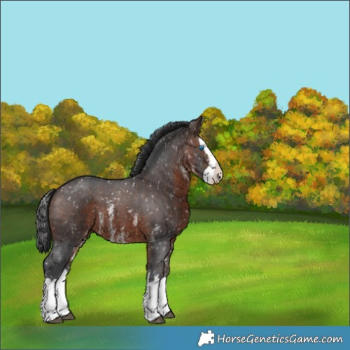 Horse Color:Brown Sabino Splash Appaloosa 