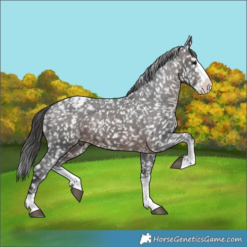 Horse Color:Brown Sabino Splash Appaloosa 