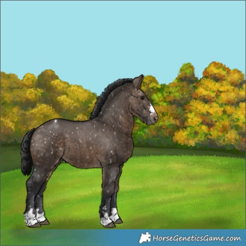 Horse Color:Brown Dun Appaloosa 