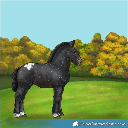 Horse Color:Brown Appaloosa 