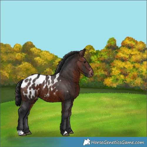 Horse Color:Brown Appaloosa 