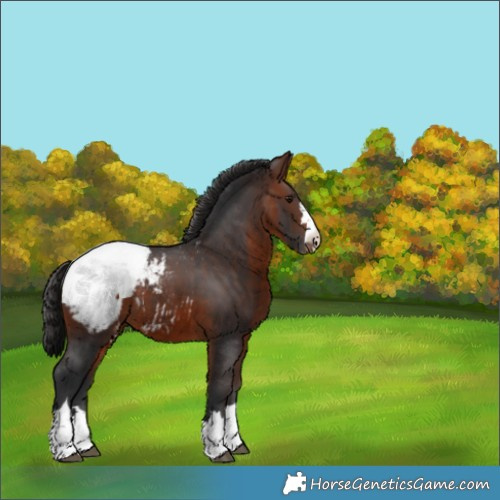 Horse Color:Brown Appaloosa 