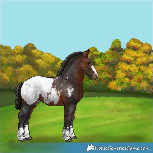 Horse Color:Bay Appaloosa 