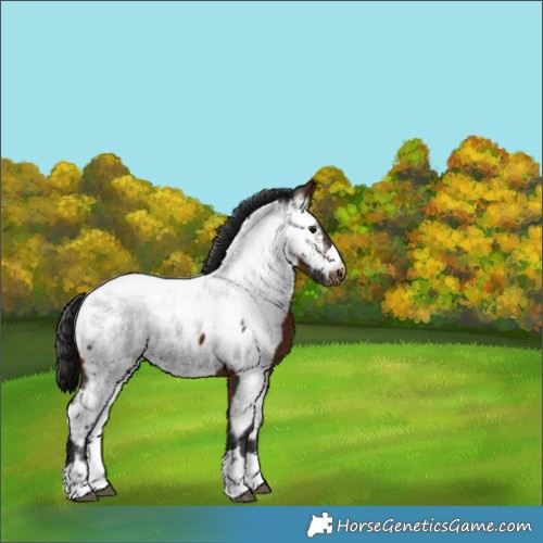 Horse Color:Brown Appaloosa 