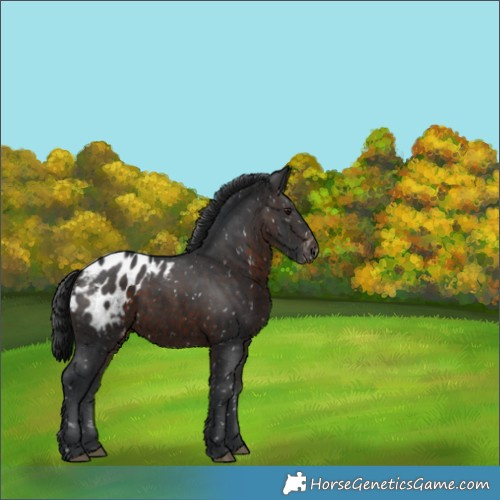 Horse Color:Brown Appaloosa 