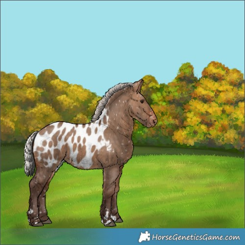 Horse Color:Silver Brown Dun Appaloosa 