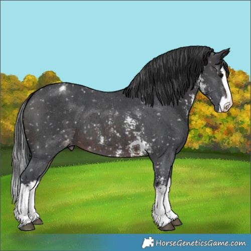 Horse Color:Brown Sabino Splash Appaloosa 