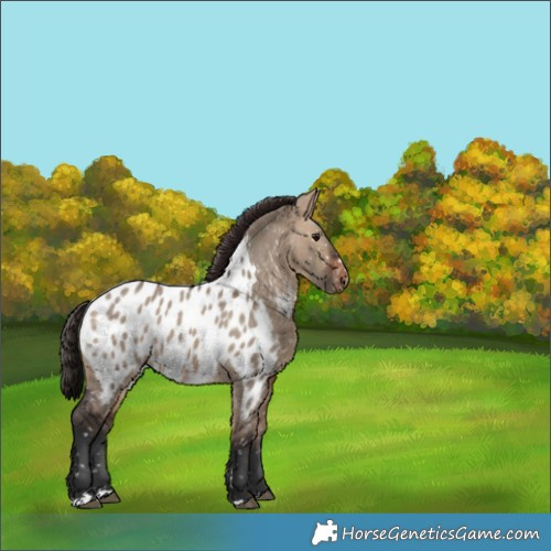 Horse Color:Brown Dun Appaloosa 