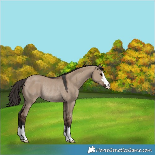 Horse Color:Liver Red Dun Rabicano 