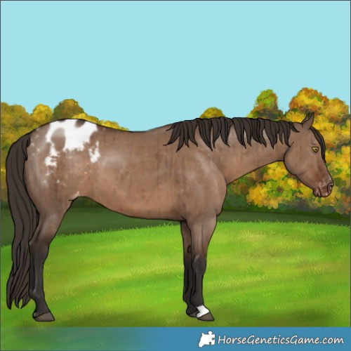 Horse Color:Liver Red Dun Appaloosa Brindle