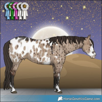 Horse Color:Liver Red Dun Sabino Appaloosa Brindle