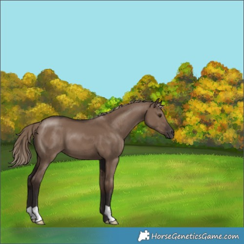 Horse Color:Liver Red Dun