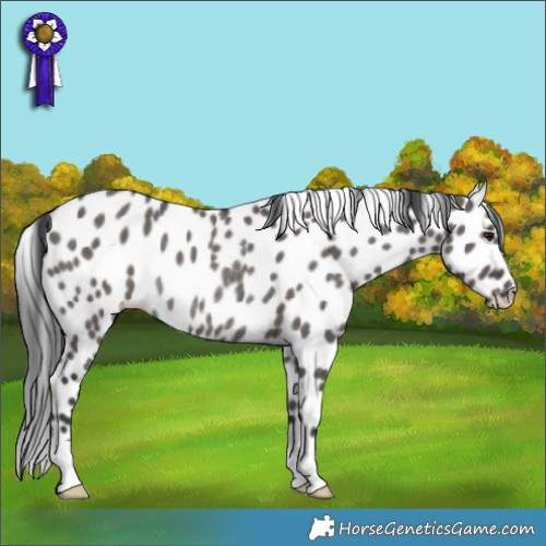 Horse Color:Grullo Appaloosa Rabicano 