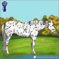 Horse Color:Grullo Appaloosa Rabicano