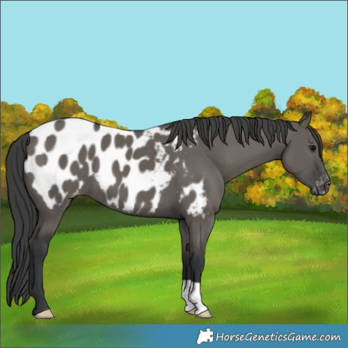 Horse Color:Grullo Appaloosa 