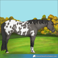 Horse Color:Grullo Appaloosa 