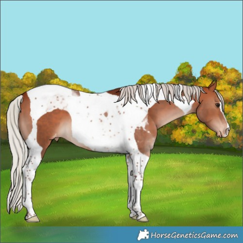 Horse Color:Silver Bay Tobiano Appaloosa