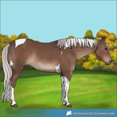 Horse Color:Silver Black Tobiano Rabicano