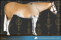 Horse Color:Gray Silver Buckskin Dun Splash 