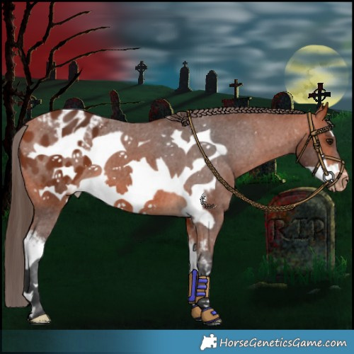 Horse Color:Bay Sabino Frame Appaloosa 