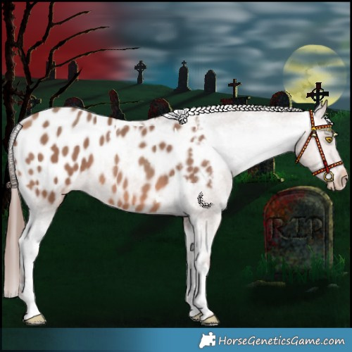 Horse Color:Amber Champagne Tobiano Appaloosa 