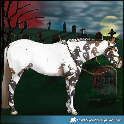 Horse Color:Buckskin Sabino Appaloosa 