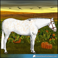 Horse Color:Palomino Dun Splash Appaloosa 