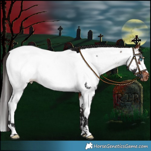 Horse Color:Bay Sabino Splash Appaloosa 