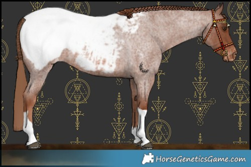 Horse Color:Red Roan Tobiano Snowcap Rabicano 