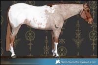 Horse Color:Red Roan Tobiano Appaloosa Rabicano 
