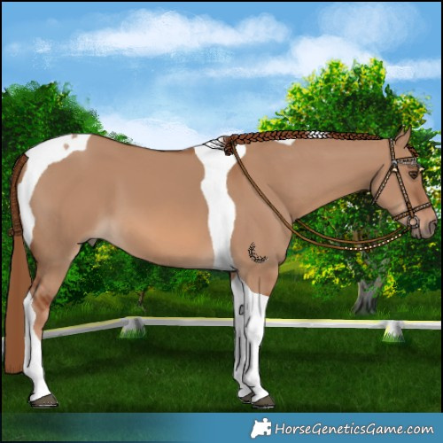 Horse Color:Red Dun Tobiano 