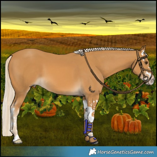 Horse Color:Palomino Splash 
