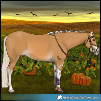 Horse Color:Palomino Splash