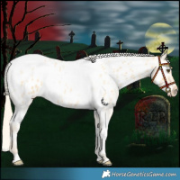 Horse Color:Palomino Roan Dun Splash Tobiano Near Leopard 
