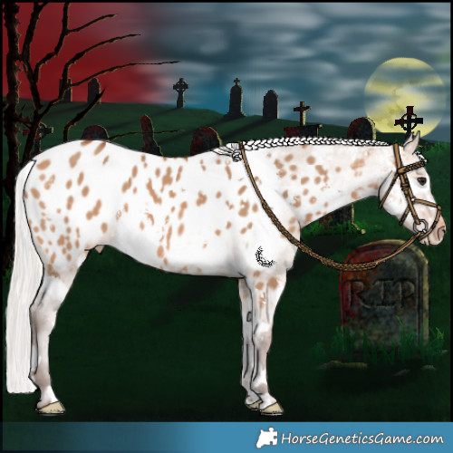 Horse Color:Silver Bay Dun Sabino Splash Appaloosa 