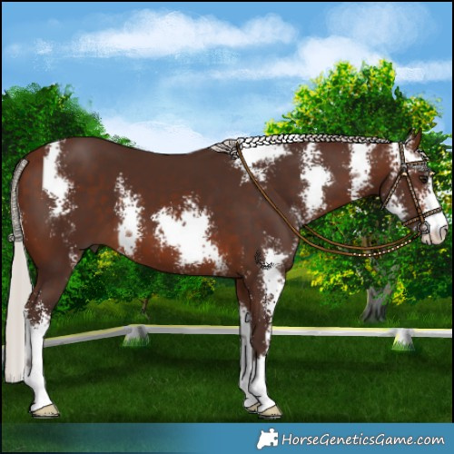 Horse Color:Silver Brown Sabino 